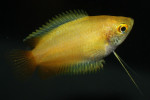 Colisa Chuna Gold